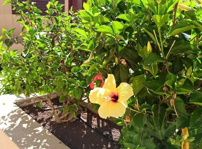 Bahia Sol Dream -caleta De Fuste- *