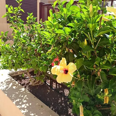 Bahia Sol Dream -caleta De Fuste- *